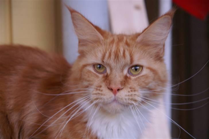 Maine Coon DK Sivkjærs Sif billede 5