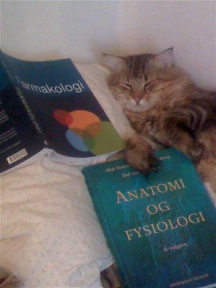 Blanding af racer Linkin - Jeg er en mægtig klog kat. Men mors bøger er altså for kedelige til mig.. billede 13