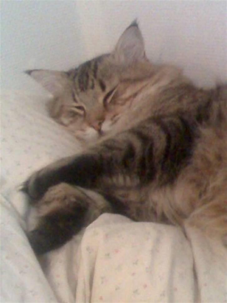 Blanding af racer Linkin - ZZzzz billede 14