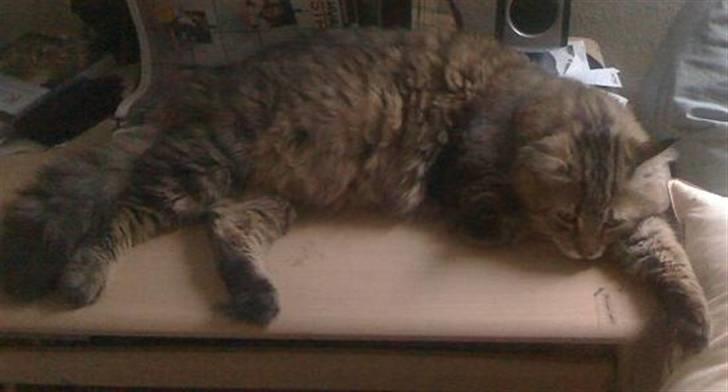 Blanding af racer Linkin - Jeg er blevet en voksen mis. Jeg er stadig lidt tyk på maven.. Mor siger jeg vejer 7,5kg nu.. Jeg er en prægtig løve syns jeg selv :) billede 15