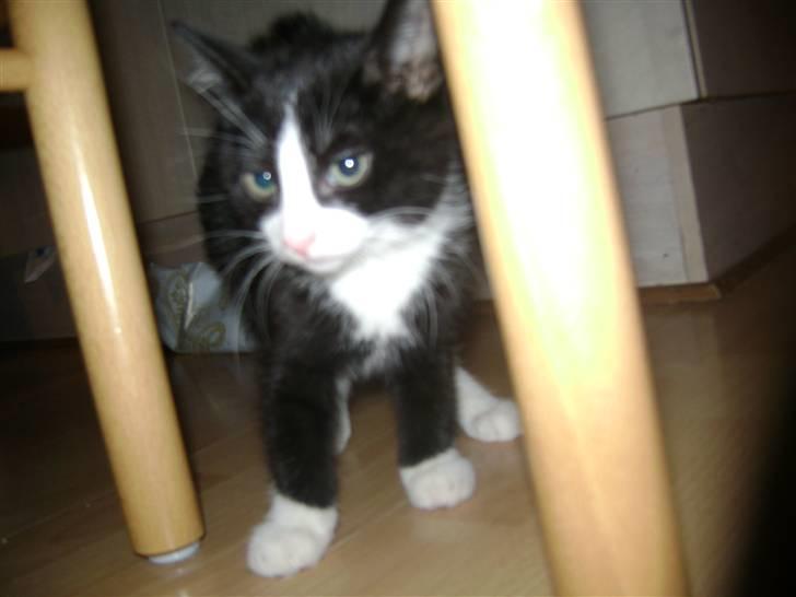 Huskat Miv "Tykke" - et par dage efter vi fik hende  billede 14