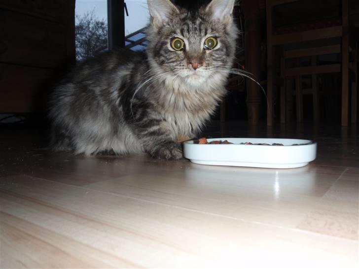 Maine Coon Mooshead Larry billede 1