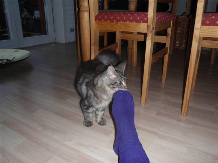 Maine Coon Mooshead Larry billede 2