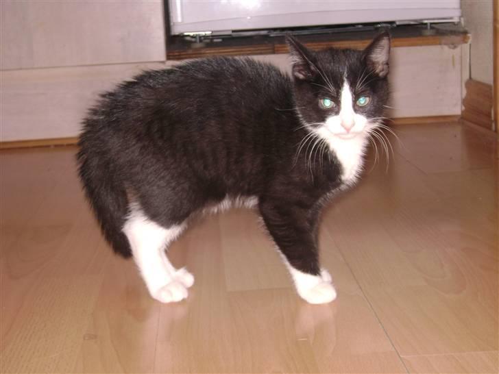 Huskat Miv "Tykke" - jeg kan ogs godt være farlig billede 15