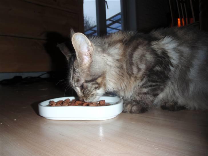 Maine Coon Mooshead Larry billede 3