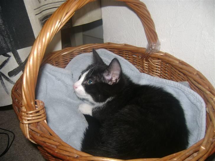 Huskat Miv "Tykke" - godnat sluk lyset så jeg kan sove  billede 16