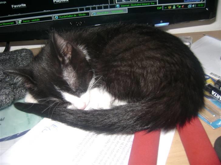 Huskat Miv "Tykke" - elsker at sove oppe forand computerskærmen  billede 17