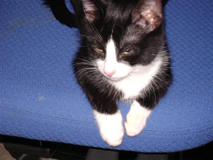 Huskat Miv "Tykke" - mere gab gab  billede 18