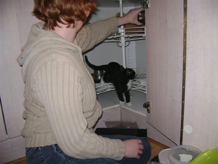 Huskat Miv "Tykke" - nej jeg vil  billede 19