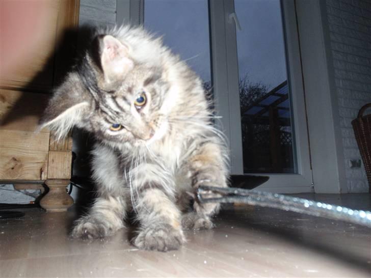 Maine Coon Mooshead Larry billede 4