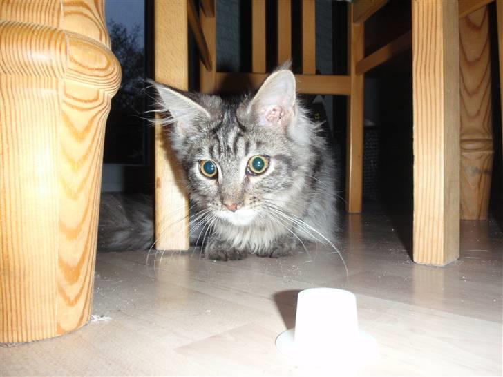 Maine Coon Mooshead Larry billede 5