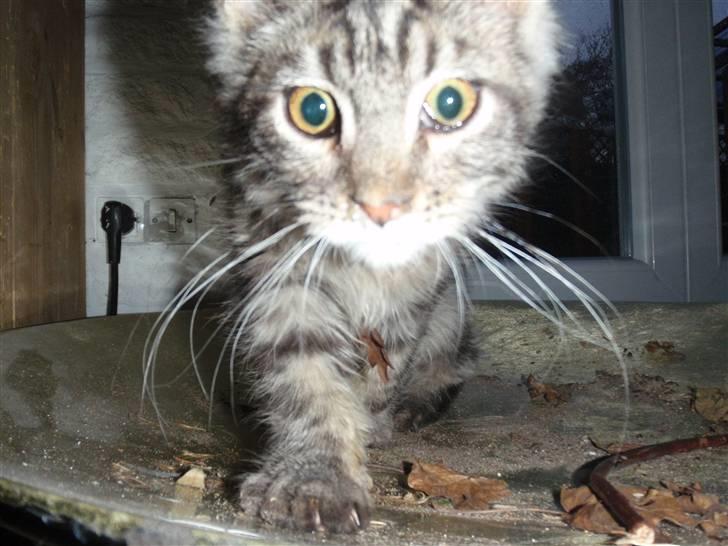 Maine Coon Mooshead Larry billede 6