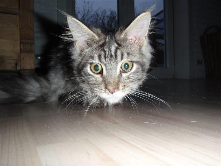 Maine Coon Mooshead Larry billede 7