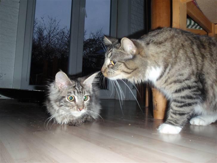 Maine Coon Mooshead Larry billede 8