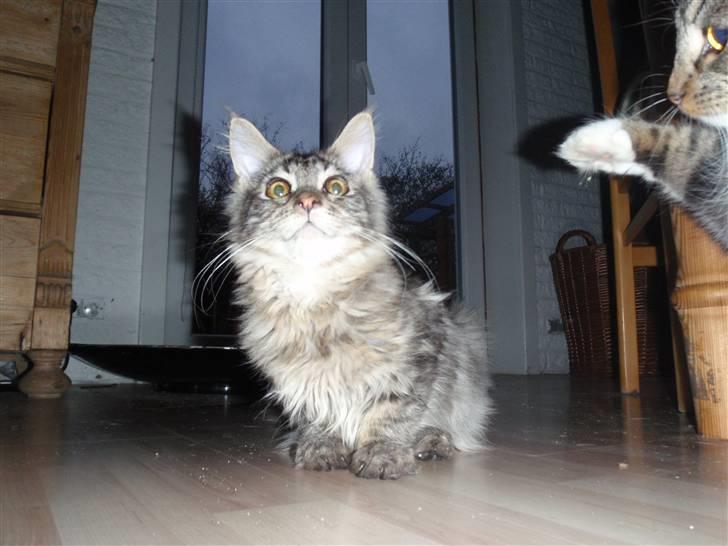 Maine Coon Mooshead Larry billede 9