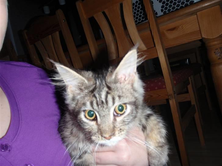 Maine Coon Mooshead Larry billede 10