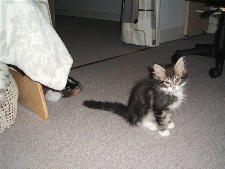 Blanding af racer Duchess - Her sidder hun og venter på at far vil lege billede 6