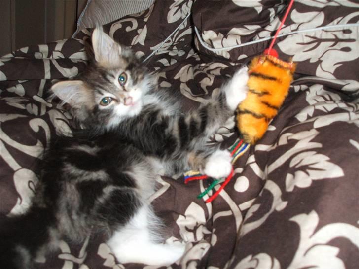 Blanding af racer Duchess - Ligger og putter i sofaen, hvilket hun er begyndt at nyde rigtig meget billede 8