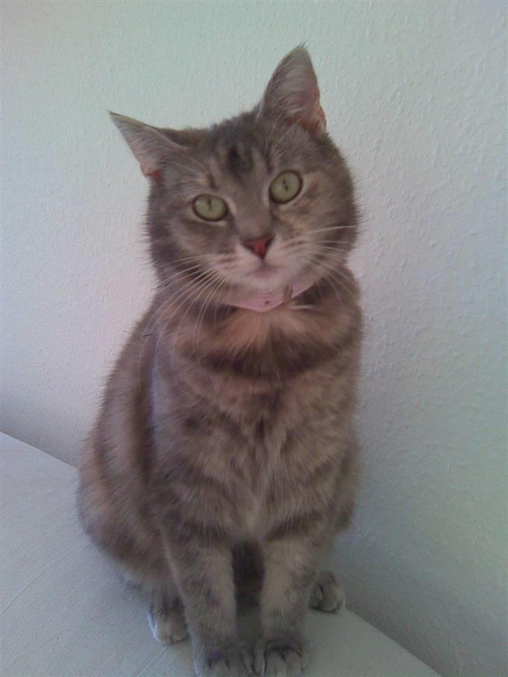 Blanding af racer Baby billede 1