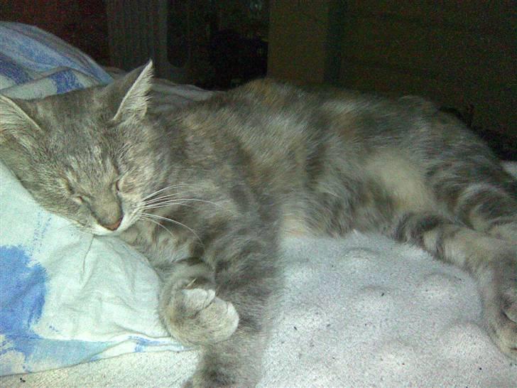 Blanding af racer Baby - En sjælden gang imellem vil Baby gerne ligge oppe i sengen med mig:) billede 2