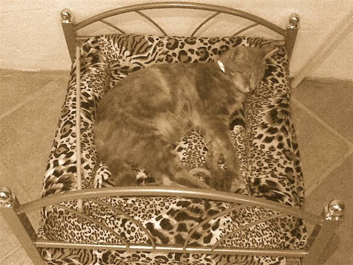 Blanding af racer Baby - Baby i hendes "porno" seng! ;) billede 3