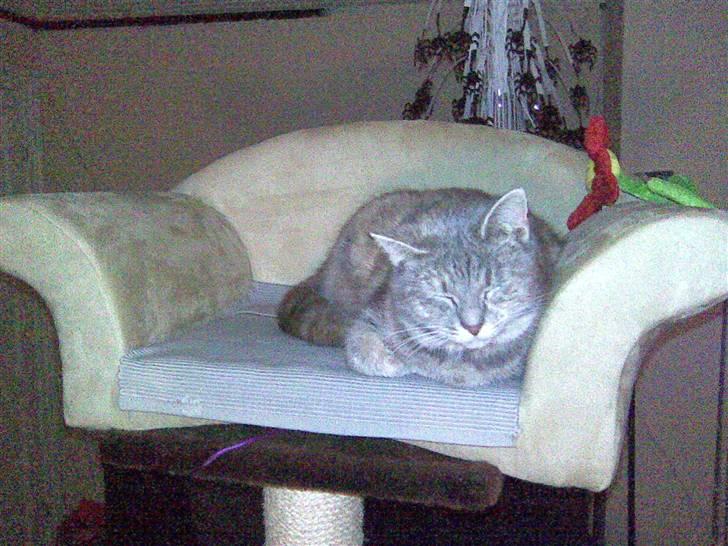 Blanding af racer Baby - Baby i hendes julegave :) den nye sofa! :) billede 4