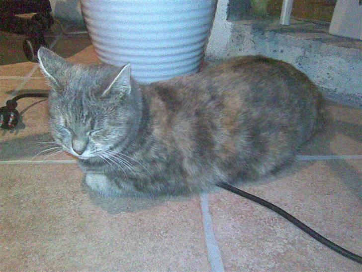 Blanding af racer Baby - Baby elsker også gulvvarmen i køkkenet! :P billede 5