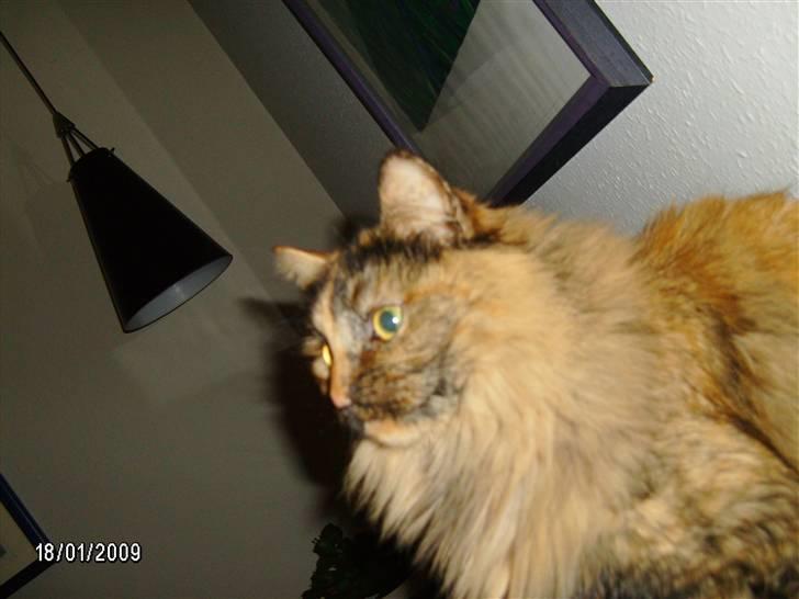 Blanding af racer Krydder billede 20