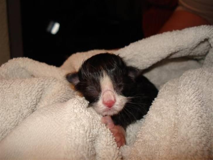 Blanding af racer Cayia - caiya da hun lige var blevet født. billede 1