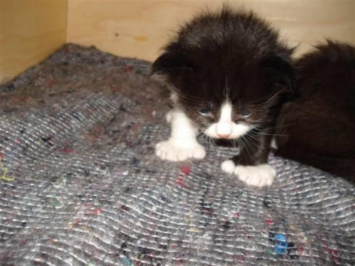 Blanding af racer Cayia - caiya da hun var lidt over en uge billede 2