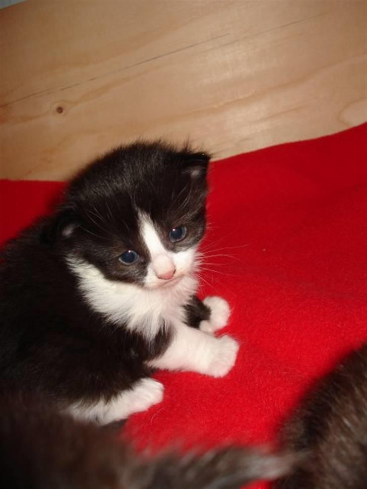 Blanding af racer Cayia - caiya da hun var lidt over en uge billede 3