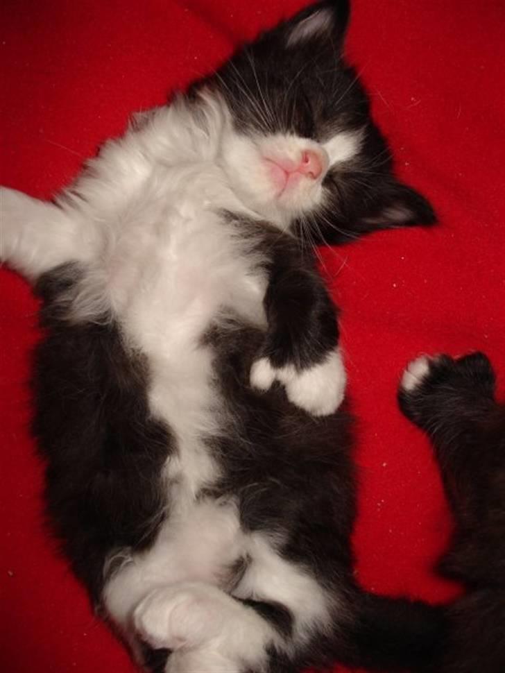 Blanding af racer Cayia - caiya ca 3 uger gammel billede 4