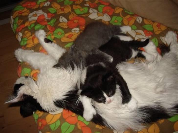 Blanding af racer Cayia - caiya som ligger og flader ud på sin mor med sin bror billede 5