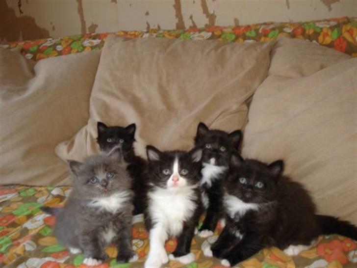 Blanding af racer Cayia - caiya og alle hendes søskende billede 6