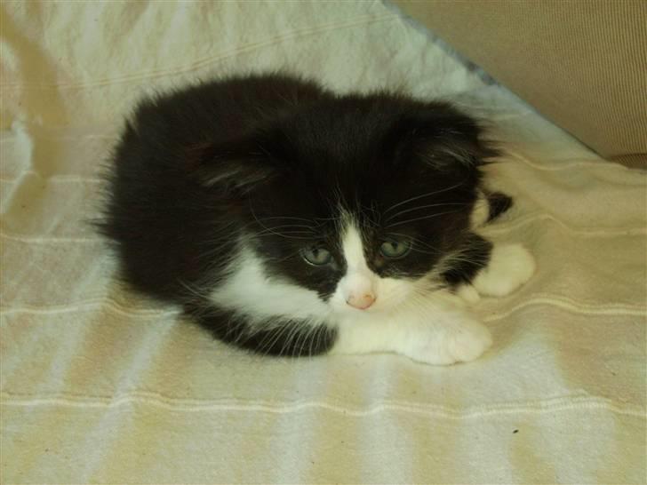 Blanding af racer Cayia - caiya som tager en slapper billede 7