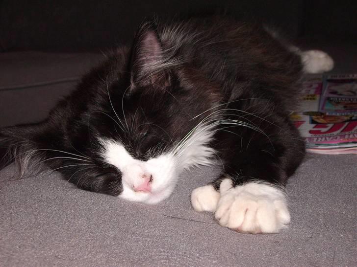 Blanding af racer Cayia - caiya 13 uger flader lige ud på sofaen billede 8