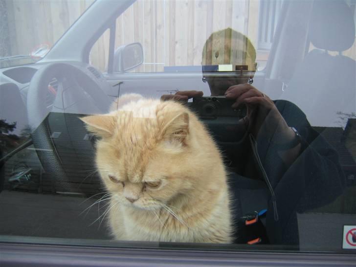 Blanding af racer R.I.P Tvebak - DØD billede 1