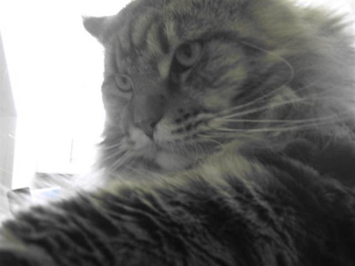 Maine Coon Raman Bhajo (Rasmus) billede 1