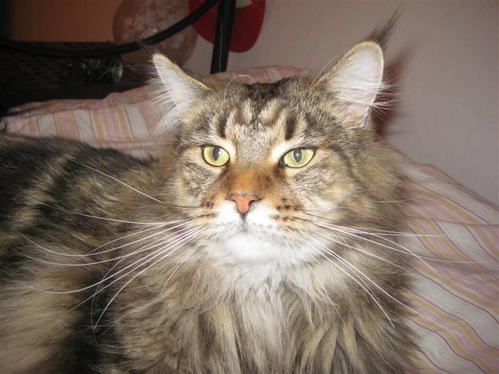 Maine Coon Raman Bhajo (Rasmus) billede 2