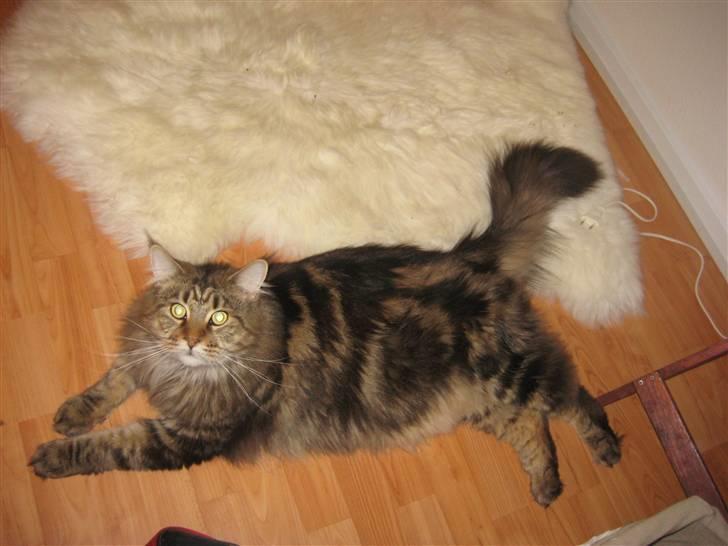 Maine Coon Raman Bhajo (Rasmus) billede 3