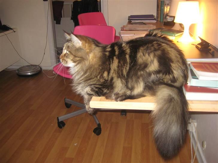 Maine Coon Raman Bhajo (Rasmus) billede 4