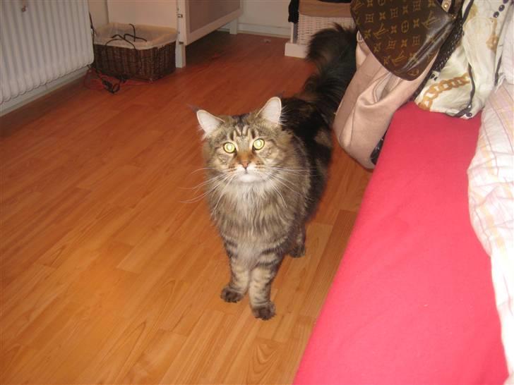 Maine Coon Raman Bhajo (Rasmus) billede 5