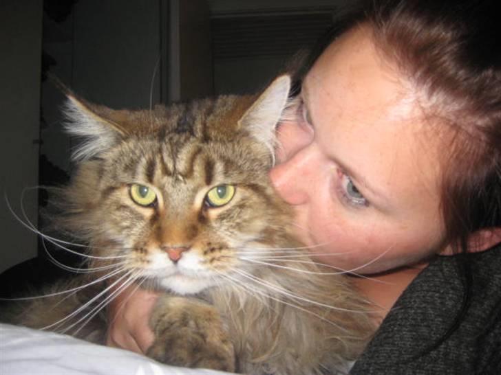 Maine Coon Raman Bhajo (Rasmus) billede 6