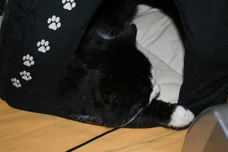 Blanding af racer simba billede 8