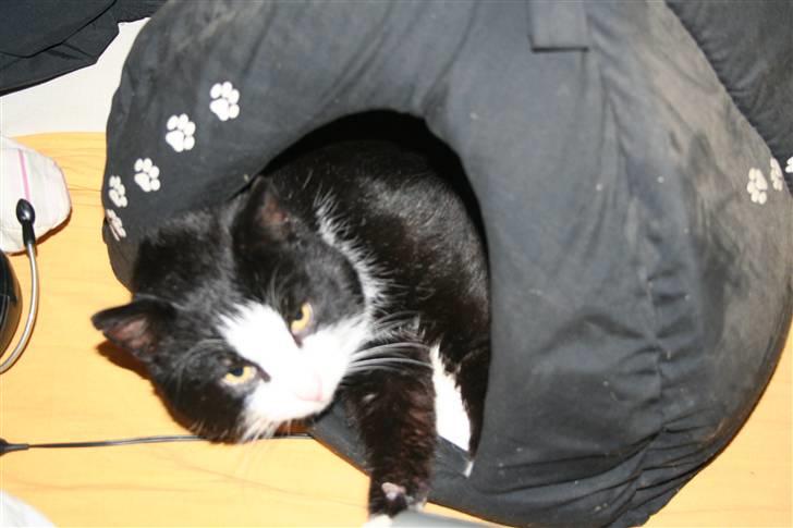 Blanding af racer simba billede 9