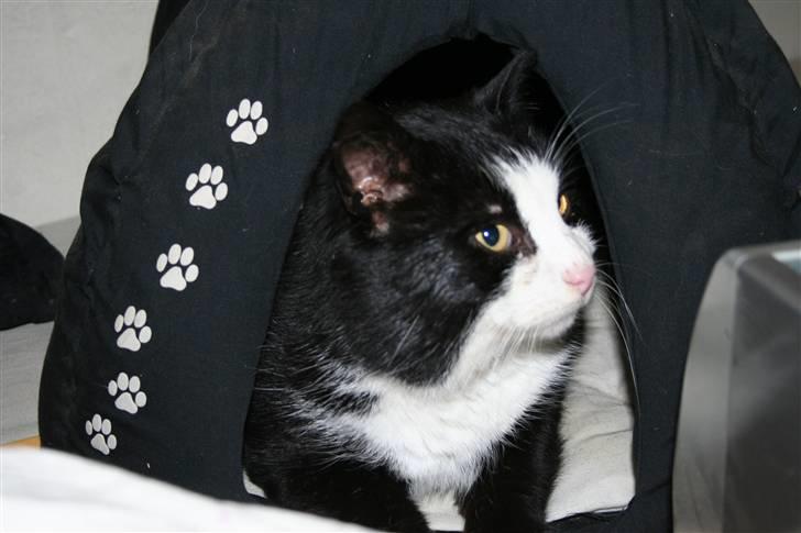 Blanding af racer simba billede 10