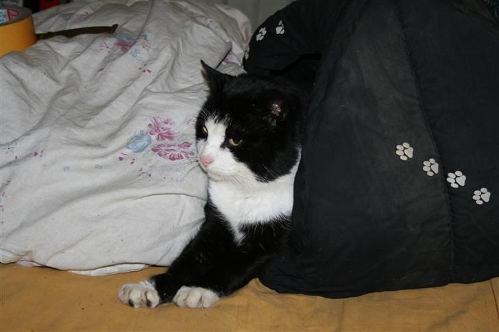 Blanding af racer simba billede 11