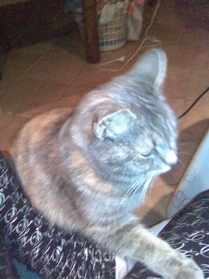 Blanding af racer Baby - Baby fik lige lyst til at sidde ved siden af mig på en køkkenstol :) billede 6