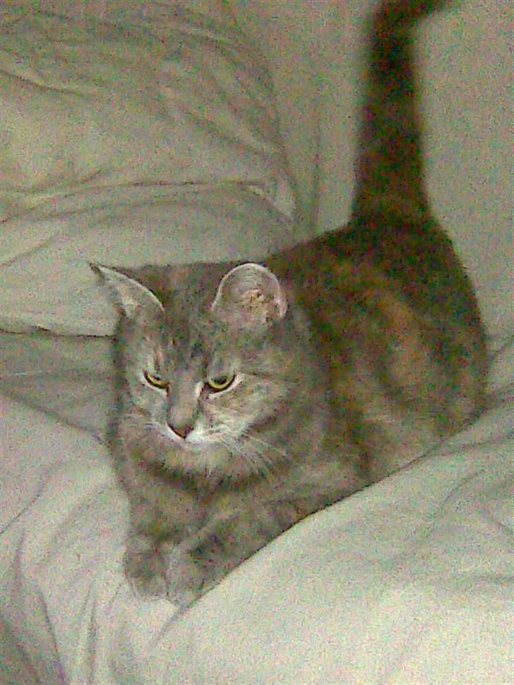 Blanding af racer Baby - ret sjov måde at ligge på i sofaen!:D billede 7