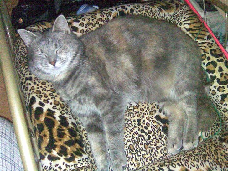 Blanding af racer Baby - Baby er ikke så glad for blitz XP billede 8